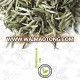 Loose tea silver needle white tea